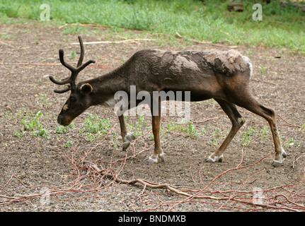 Renne o Caribou, Rangifer tarandus, Capreolinae, Cervidae. Emisfero Nord Artico E Subarctico. Foto Stock