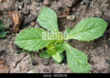 Verde, Alkanet Pentaglottis sempervirens, noto anche come Evergreen Bugloss, dalla famiglia Boraginaceae. Perenni, membro del th Foto Stock