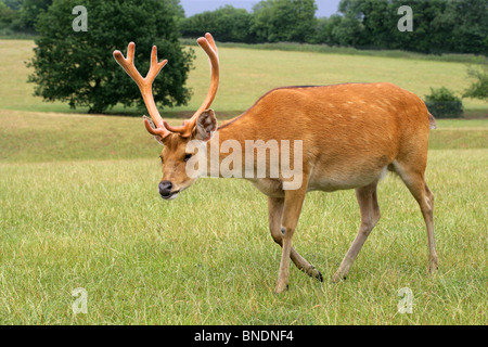 Swamp Stag Cervo, Barasingha o Barasinga, Rucervus duvaucelii, Cervidae. Foto Stock