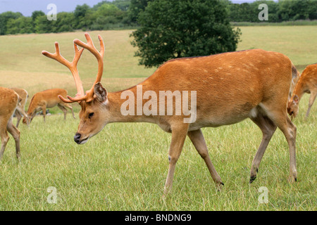 Swamp Stag Cervo, Barasingha o Barasinga, Rucervus duvaucelii, Cervidae. Foto Stock