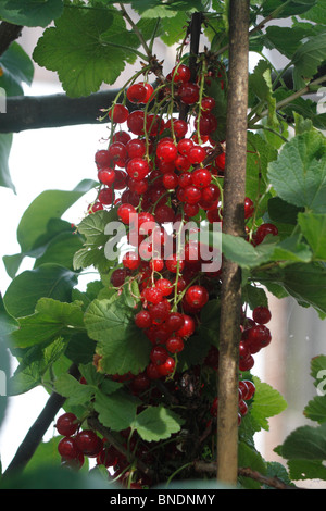 Ribes rosso impianto, Ribes rubrum, bacche e foglie cresciuto come un cordone, famiglia Grossulariaceae, è un arbusto di latifoglie normalmente crescente a 1-1,5 m di altezza, occasionalmente 2 m, con cinque lobi disposti lascia a spirale sul gli steli. I fiori sono poco appariscenti di colore giallo-verde, in penduli 4-8 cm racemi, maturare in rosso brillante traslucido bacche commestibili circa 8-12 mm di diametro, con 3-10 bacche su ogni racemo. È stato stabilito un bush possono produrre 3-4 chili di bacche da metà a fine estate. Foto Stock