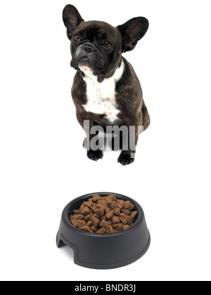Un bulldog francese isolata contro uno sfondo bianco Foto Stock