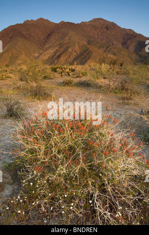 Chuparosa (Justicia californica) e le montagne Anza-Borrego, Anza Borrego Desert State Park, California, Stati Uniti d'America Foto Stock