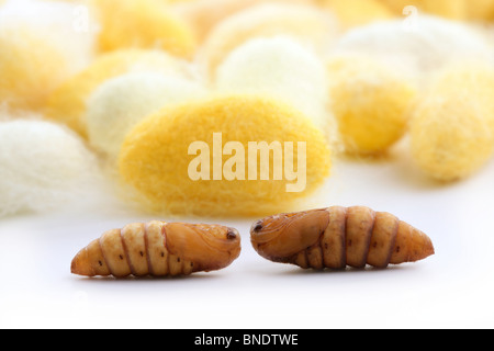 Cocoon bachi da seta molti worm bianco giallo Foto Stock