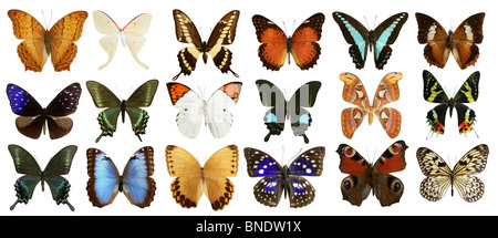 Collezione di farfalle variata farfalla colorata righe isolate su bianco Foto Stock