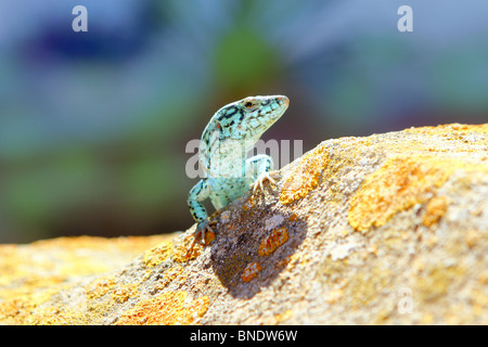 Formentera geco lucertola campestre Podarcis pityusensis formenterae Foto Stock