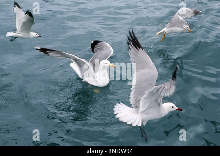 Active gabbiani gabbiani su blu oceano mare uccelli Foto Stock