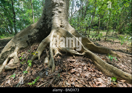 India Nagarhole Parco Nazionale di Cluster Fig affonda le sue radici (Ficus racemosa) nel Kabini River Lodge Park Foto Stock