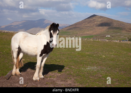 Pony Penisola di Dingle County Co. Kerry nel sole primaverile Repubblica di Irlanda Eire Europa Foto Stock