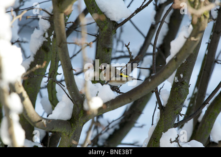 Cardellino (Carduelis carduelis) sat in una coperta di neve albero, Gennaio 2010 Foto Stock