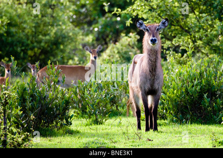 Waterbuck femmina, Kobus ellipsiprymnus, in Mole National Park, Ghana. Foto Stock