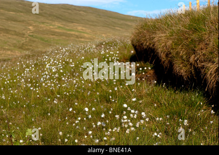 Erba di cotone vicino a una torba hag sull altopiano in Cumbria. Foto Stock