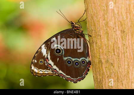 Close-up di un blu Peleides morfo butterfly (Morpho peleides) su un tronco di albero Foto Stock