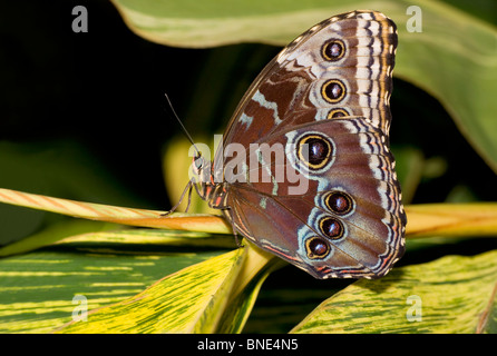 Blu Peleides morfo butterfly (Morpho peleides) appollaiate su un impianto Foto Stock