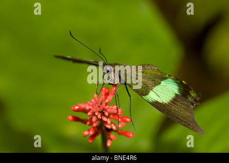 Scarse Pagina Bamboo butterfly (Philaethria dido) impollinare un fiore Foto Stock