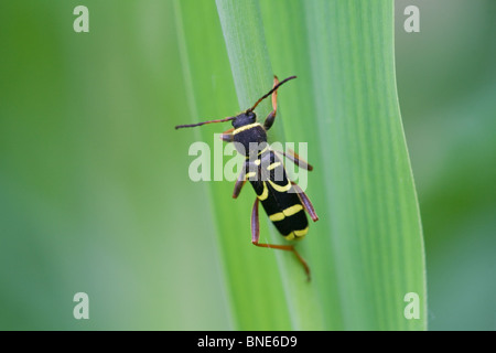Wasp Beetle Clytus arietis adulto a riposo su una foglia Foto Stock
