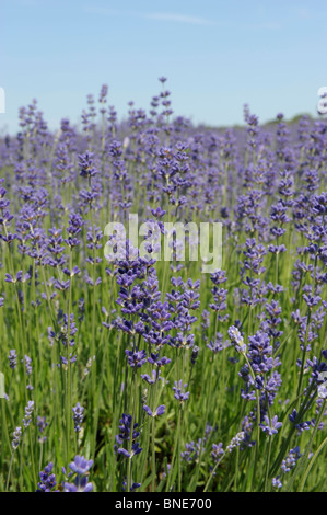 Campi di lavanda in Selbourne, Hampshire, Inghilterra in estate Foto Stock