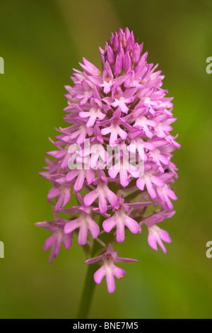 Orchide Amacamptis pyramidalis close-up di fiori di spike Foto Stock