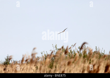 Falco di palude (Circus aeruginosus), Minsmere RSPB riserva, Suffolk, Maggio 2010 Foto Stock