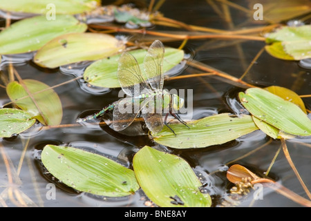 L'imperatore Anax imperator femmina adulta dragonfly uovo che posa Foto Stock