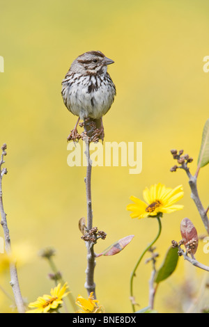 Song Sparrow appollaiato in fiori selvatici - verticale Foto Stock
