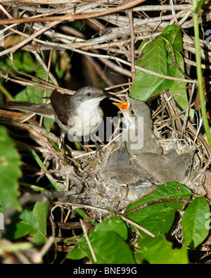 Il nido fo Lesser Whitethroat (Sylvia curruca) in luppolo selvatico dal fiume. Foto Stock