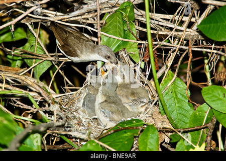 Il nido fo Lesser Whitethroat (Sylvia curruca) in luppolo selvatico dal fiume. Foto Stock