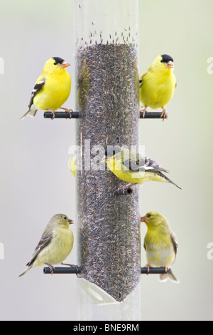 Minor & American cardellini appollaiate su Thistle alimentatore - Verticale Foto Stock