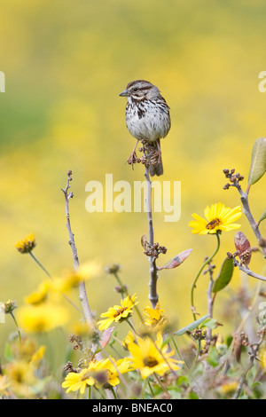Song Sparrow si appollaia in fiori selvatici - verticale Foto Stock