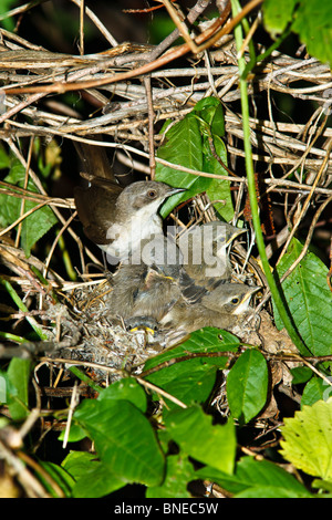 Il nido fo Lesser Whitethroat (Sylvia curruca) in luppolo selvatico dal fiume. Foto Stock