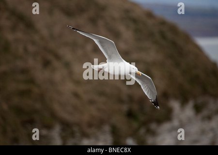 Herring Gull Larus argentatus adulto in allevamento piumaggio scorrevolezza sulla scogliera faccia Foto Stock