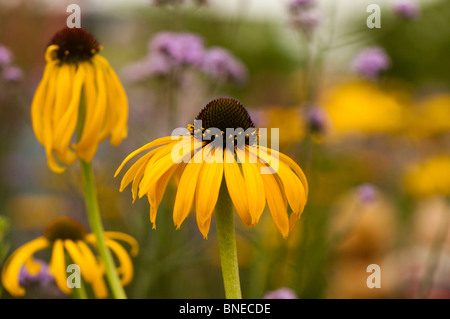 Echinacea 'Paradoxa" in fiore Foto Stock