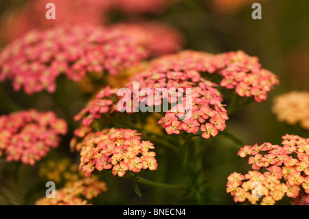 Achillea " Delizia di albicocche' in fiore Foto Stock