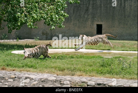 Un maschio bianco tigre saltando su una femmina di tigre bianca in Zoo Chattbir, chandigarh, India Foto Stock