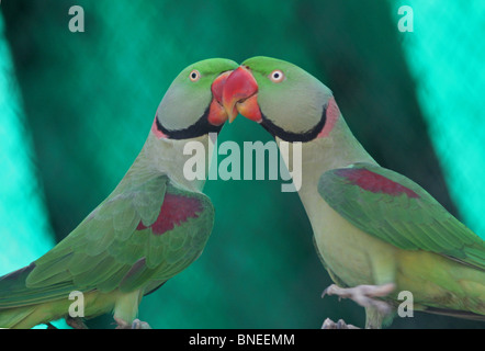 Una coppia di Rose di inanellare Parrocchetti. La foto è stata scattata in New Delhi Zoo, India Foto Stock