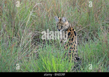 Un Serval cercando preda nelle praterie del Masai Mara riserva nazionale, Kenya, Africa orientale Foto Stock