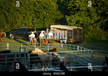 I membri del cowboy di PRCA cavalli dietro le quinte al rodeo evento a Bridgeport, Texas, Stati Uniti d'America Foto Stock