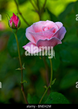 In prossimità di una coperta di rugiada rose nel giardino di rose a Ainay-Le-Vieil Foto Stock