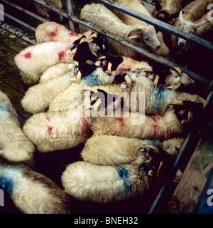 Mercato di ovini MAAM CROSS CONNEMARA COUNTY GALWAY IRLANDA Foto Stock