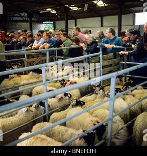 Mercato di ovini MAAM CROSS CONNEMARA COUNTY GALWAY IRLANDA Foto Stock