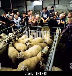 Mercato di ovini MAAM CROSS CONNEMARA COUNTY GALWAY IRLANDA Foto Stock