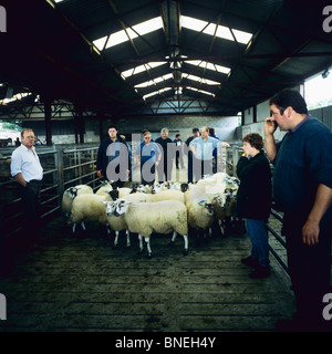 Mercato di ovini MAAM CROSS CONNEMARA COUNTY GALWAY IRLANDA Foto Stock