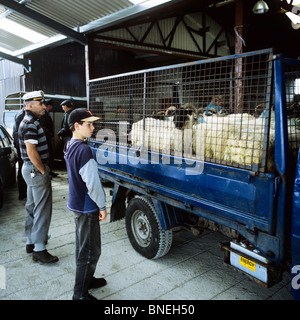 Mercato di ovini MAAM CROSS CONNEMARA COUNTY GALWAY IRLANDA Foto Stock