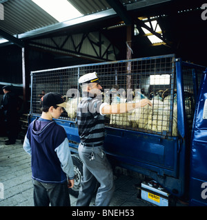 Mercato di ovini MAAM CROSS CONNEMARA COUNTY GALWAY IRLANDA Foto Stock