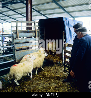 Mercato di ovini MAAM CROSS CONNEMARA COUNTY GALWAY IRLANDA Foto Stock