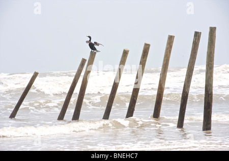 Gli uccelli di mare seduti su pali di legno nel mezzo di un corpo di acqua in Texas, Nord America, STATI UNITI D'AMERICA Foto Stock