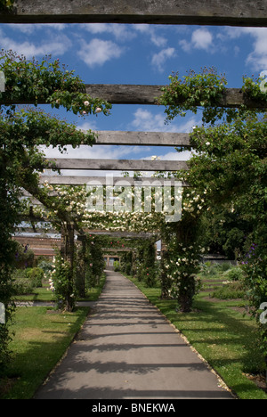 Rose Pergola Kew Gardens Surrey in Inghilterra REGNO UNITO Foto Stock