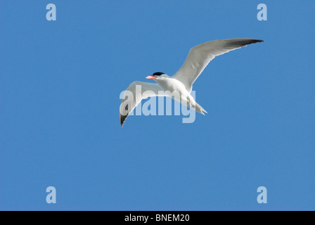 Caspian Tern Hydroprogne caspia Foto Stock