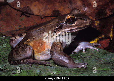 Un enorme Smokey Jungle Frog (Leptodactylus pentadactylus) seduta nella figliata di foglia in PIEDRAS BLANCAS National Park, Costa Rica. Foto Stock