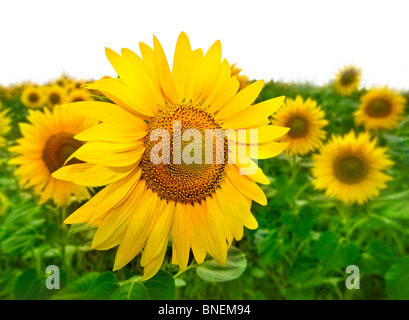 Primo piano di colore giallo brillante girasoli sul campo Foto Stock